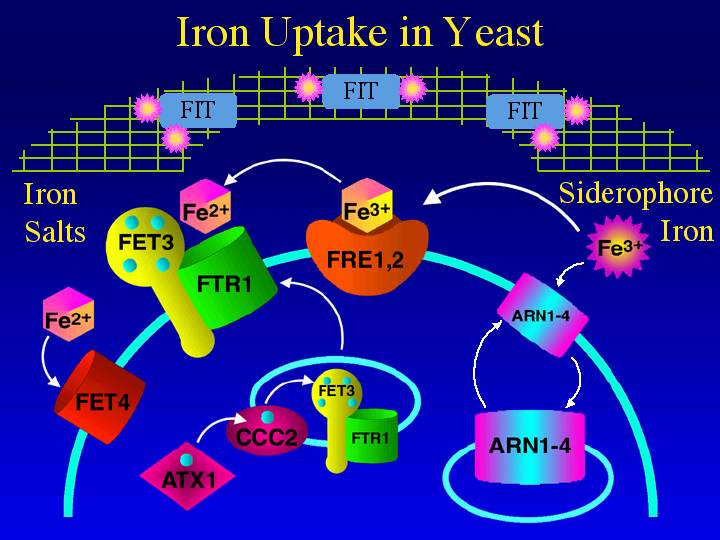 Iron uptake systems of S. cerevisiae