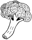 Drawing of a piece of broccoli.