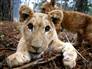 Nine-month-old lion cub Stella and eight-month old Simba play at their enclosure in Stara Zagora city zoo