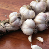 Garlic