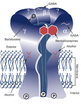 Schematic representation of the gamma-aminobutyric acid (GABAA) receptor 
