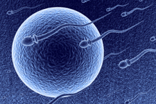 Egg with sperm