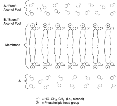 Alcohol interacts with cell membranes