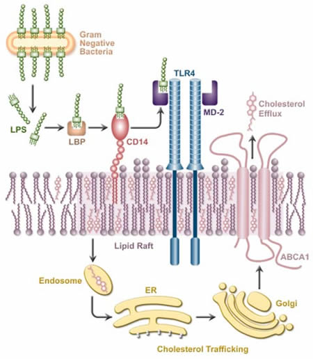 Cholesterol trafficking mechanisms