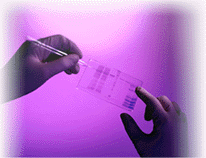 Pair of hands looking at a slide of DNA