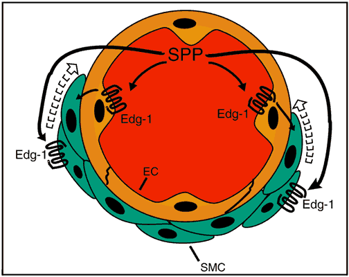 Edg-1 knockout mice demonstrate that Edg-1 is essential for vascular maturation by impairing the recruitment of smooth muscle cells (SMCs) to vessel walls. SPP, found in blood, may directly stimulate Edg-1 on SMCs, facilitating their migration to vessels walls. In a second mechanism, which does not exclude the first, SPP could stimulate Edg-1 expressed on endothelial cells (ECs), which in turn recruit SMCs.