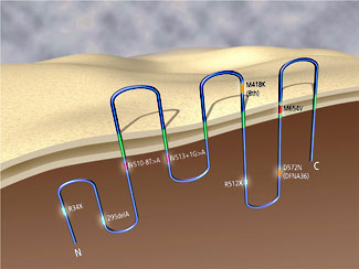 Illustration of the TMC1 gene