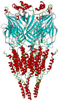Molecular model of the alpha7 nicotinic receptor.