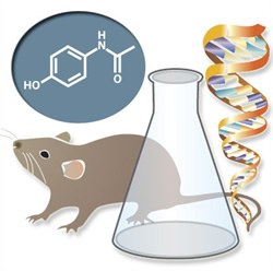 Illustration with acetaminophen, rodent, flask and DNA
