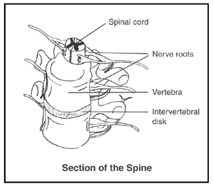 Spine Cross-Section Diagram