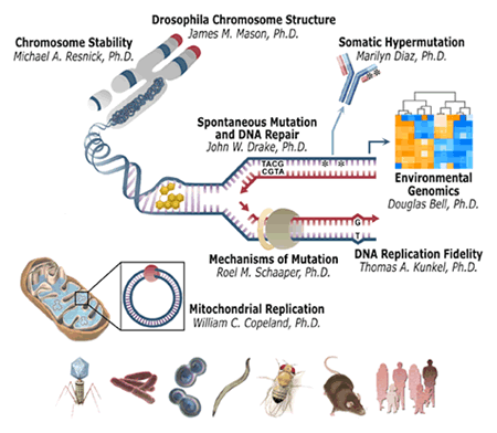 Illustrations for each of the groups within the Laboratory of Molecular Genetics: Chromosomes to DNA to Mitochondria to Flies to Rodents to Humans.