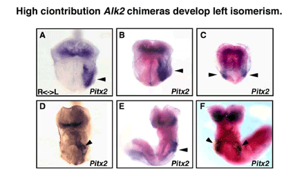 Expression of a left-side marker gene, Pitx2, was measured in low contribution chimeras (A, D), high contribution chimeras with wild type ES cells (B, E), and high contribution chimeras with Alk2 mutant ES cells (C, F) at E8.2 (A-C) or at E9.0 (D-F). Blue, Pitx2 expression detected by in situ hybridization; magenta, contribution of ES cells detected by beta-galactosidase activity with Salmon-gal.