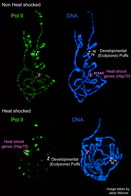 Immunofluorescence of Drosophila polytene chromosomes reveals the dramatic changes in gene expression and chromatin structure that occur upon heat induction of the stress response. Pol II staining is shown in green and Hoechst staining of the DNA is in blue (image courtesy of John Lis)