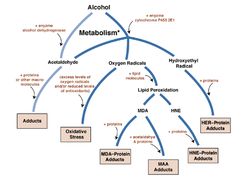 Harmful byproducts resulting from alcohol metabolism