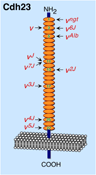 Schematic secondary structure of cadherin-23 and mutations in the waltzer mouse mutant.