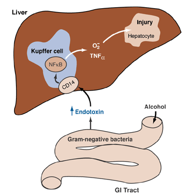 Model showing the link between endotoxin release and liver injury