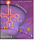 Illustration of messenger RNA