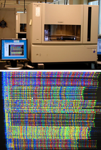 Keisha uses an automated sequencing robot, the Applied Biosystems 3730 DNA Analyzer (top) that transfers the sequence data to a monitor she can view (bottom).