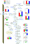 The Effect of Insulin and Ketone Bodies on the Glycolytic Intermediate in Heart