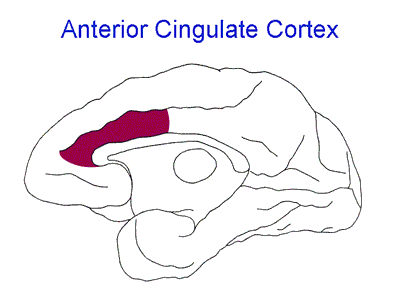 Line drawing of a monkey brain