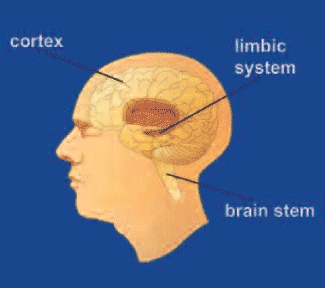 Brain diagram