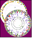 Image of sequence of 2 bacterium