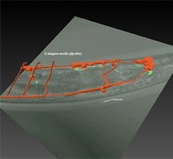 GABAergic neurons in C. elegans: high power.