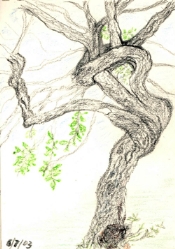 sketch of a tree branch