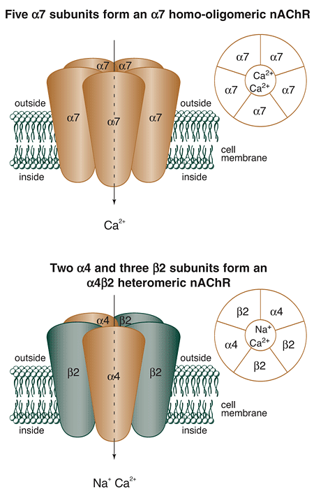 Schematic representation of the two most common subtypes of nAChRs