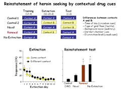 Link - to powerpoint presentation: Role of VTA Glutamate in Contextual Cue-Induced Relapse to Heroin-Seeking