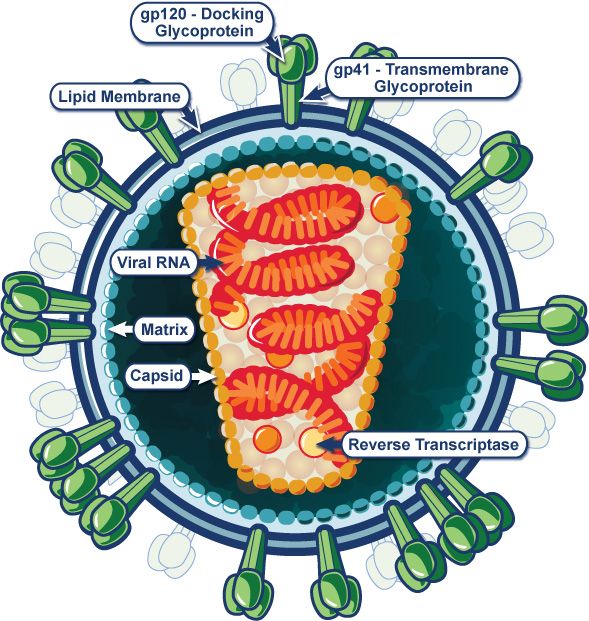 Illustration of the Organization of the HIV-1 Virion