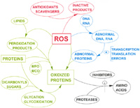 Figure 1. Reactive oxygen species (ROS) are involved in the oxidation of proteins, lipids, and nucleic acids.