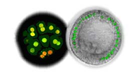 Left: photo of SoxB1 in a 16-cell embryo; Right: photo of SoxB1-GFP in a blastula