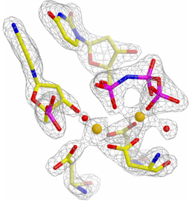 Figure 1: Active site of DNA polymerase Beta with an incoming dUMPNPP  and two magnesium ions bound at the active site.  In this orientation the nucleophilic 3’ OH of the DNA primer is in-line with the alpha-phosphate of the dUMPNPP and the bridging oxygen of the pyrophosphate leaving group (represented here as a nitrogen).  This model supports the proposed chemistry for the nucleotidyl transferase reaction carried out by DNA polymerases (Batra et al. Structure, 14:1-10 (2006))