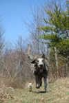 Dogs: Irish Wolfhound with Chihuahua, Running