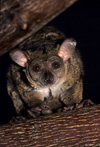 Bushbaby