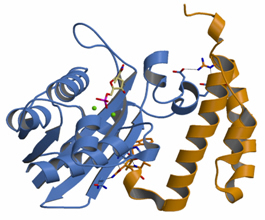 Figure 2: Crystal structure of the exonuclease epsilon subunit of DNA polymerase III in complex with the HOT protein.  From this structure one can infer the DNA polymerase III epsilon:theta complex (Kirby et al, J Biol Chem, 281:38466-71 (2006)