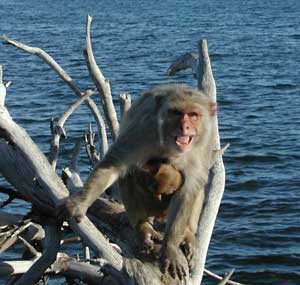 Macaque Photo