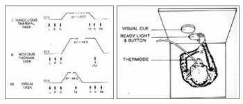 A schematic ofthree tasks in the awake behaving monkey experiments. The three tasks are:an innocuous thermal task; a noxious thermal task; and a visual task. And an illustration of a monkey performing tasks. The drawing identifies the thermode, the readylight & button, and the visual cue.