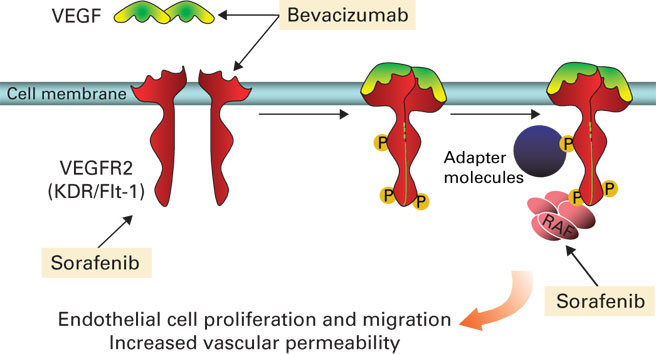 VEGF signaling pathway image