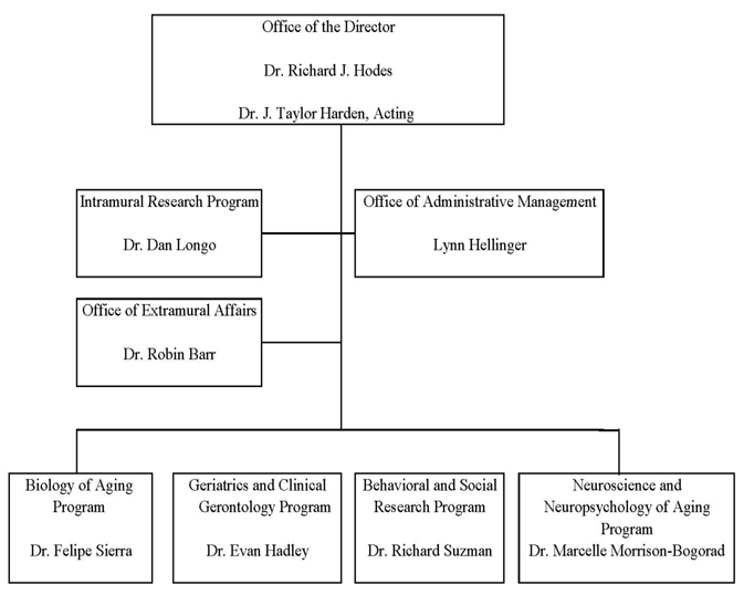 Organizational Structure diagram -- Office of the Director, Dr. Richard J. Hodes and Dr. J. Taylor Harden, Acting: All the following departments report directly to the Office of the Director, in 3 strata: 1 Intramural Research Program, Dr. Dan Longo: Office of Administrative Management, Lynn Hellinger; 2 Office of Extramural Affairs, Dr. Robin Barr; 3 Biology of Aging Program, Dr. Felipe Sierra: Geriatrics and Clinical Gerontology Program, Dr. Evan Hadley: Behavioral and Social Research Program, Dr. Richard Suzman: Neuroscience and Neuropsychology of Aging Program, Dr. Marcelle Morrison-Bogorad