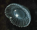 A green fluorescent protein was isolated from the jellyfish Aequorea victoria, above, in 1962. Copyright Sierra Blakely