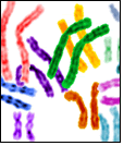 Image of chromosomes