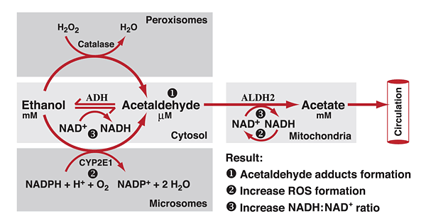 Oxidative pathways of alcohol metabolism