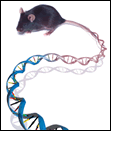 Image of a mouse's tail that transforms into a strand of DNA