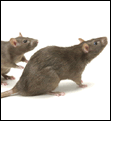 Picture of rats