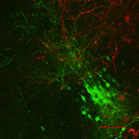 Rat hippocampal neurons labeled with green or red fluorescent proteins are used to study the activity-dependent process of synapse elimination.  Connections (synapses) between red- and green-labeled neurons are imaged with confocal microscopy.