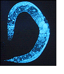 Photo of the roundworm C. elegans