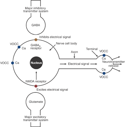 Schematic representation of some of the major neurochemical systems affected by alcohol