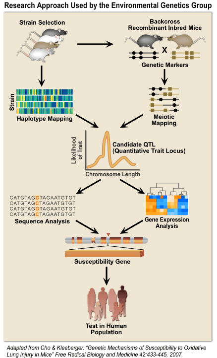 Research approach used by the Environmental Genetics Group